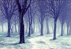 голубой, лес, туман
