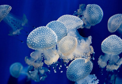 медузы, море, вода