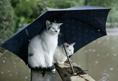 коты, сидят, зонт, дождь