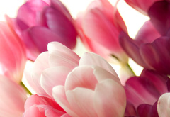 букет, тюльпаны, розовый, цветы