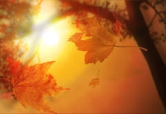 осень, листок, клен, солнце