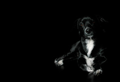лабрадор, собака, черный, портрет, лежит