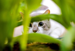 кот, трава, выглядывает