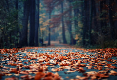 осень, листва, дорога