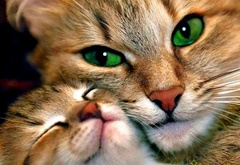 животные, кошка, котенок, ласка, глаза, зеленые