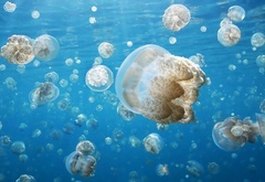 Медузы, подводный, мир