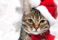 New Year, smoky, cat, red, bow, hood, holiday, mustache, view,  , , , , , , , , 
