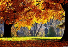 Парк, осень, листья, осень в парке