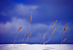 небо, снег, сухая трава, стебли