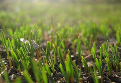 трава, весна, макро, зелень