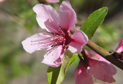 Цветок персика