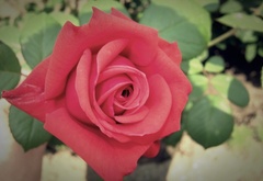 Роза в тусклых цветах