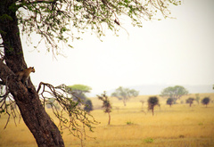 ягуар в засаде на дереве
