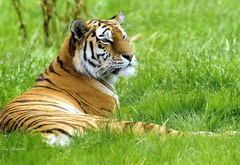 тигр на отдыхе