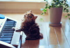 кот музыкант