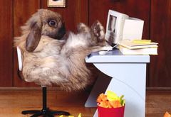 кролик на работе