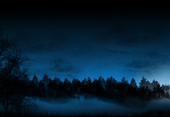 Туман в ночном лесу