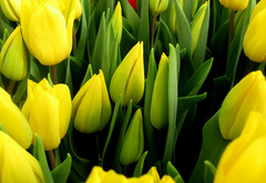 тюльпан,красиво,весна