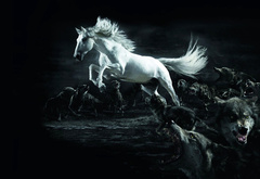 белый конь и стая волков