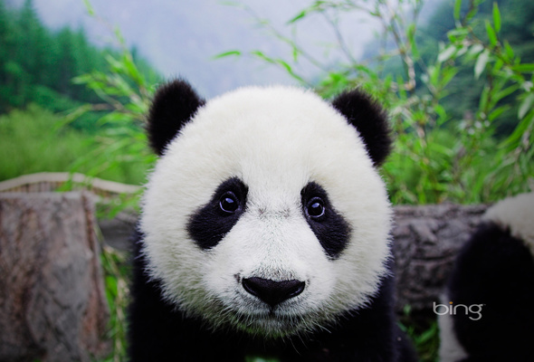 панда, Bing, лес