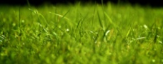 трава, газон, зелень