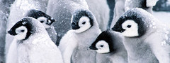 пингвины, снег, стая