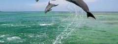 дельфины, море, брызги