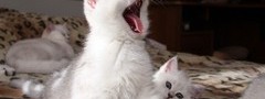 котята, белый, зевает
