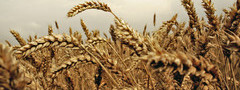 пшеница, колосья, зерно