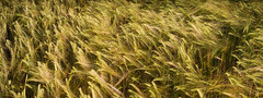 Пшеница, колосЬя, зерно