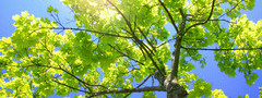 зелёное дерево, листва, ветки, ствол, природа