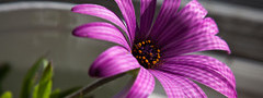 пурпурный, цветок, макро