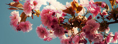 ветка, розовые цветы, листья, сакура, цветущая вишня
