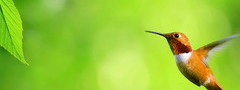 колибри, листок, зелень, полет
