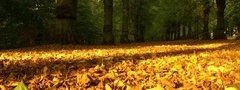 лес, листья, желтые, сухие