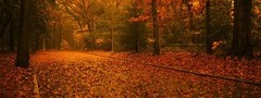 Осень, деревья, листопад, дорога