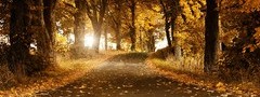 деревья, осень, дорога