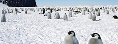 птицы, пингвины, Антарктида
