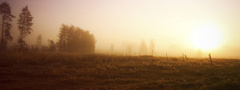туман, солнце, деревья