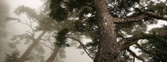 Лес,туман