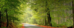 Лес, осень, деревья, листья, дорога, тропинка, тропа