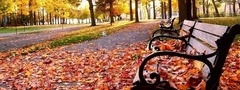осень, листья, листопад, деревья