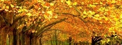 осень, листопад, листья, деревья
