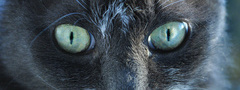 животные, кошки, кошачьи глаза, кот, кошка, глаза