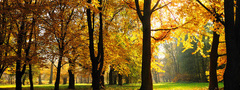 осень, листопад, лес, деревья