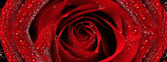 красная роза, капли воды