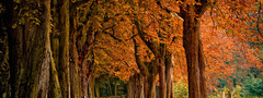 листопад, листья, осень, деревья