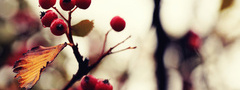 Сентябрь, осень, ягода, ветка, макро