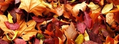 природа, осень, красно жёлтые листья
