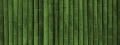 бамбук, текстуры, обои, texture wallpapers, green style